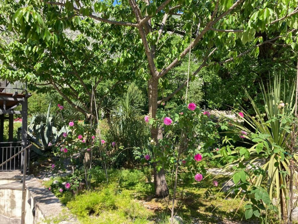 Apartments Villa Eden Kotor Ngoại thất bức ảnh